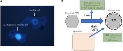Medusavirus Ancestor in a Proto-Eukaryotic Cell: Updating the Hypothesis for the Viral Origin of the Nucleus
